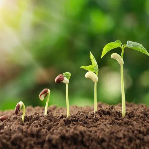 Plant Growth Promoter.