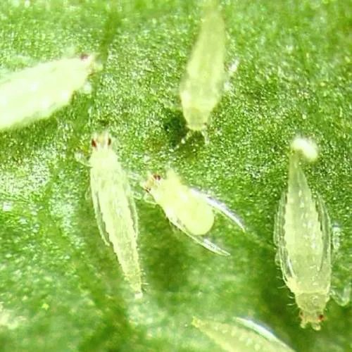 Thrips and mites products