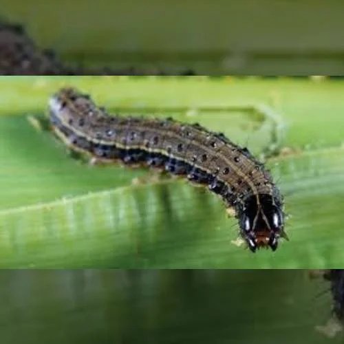 Bio larvicide