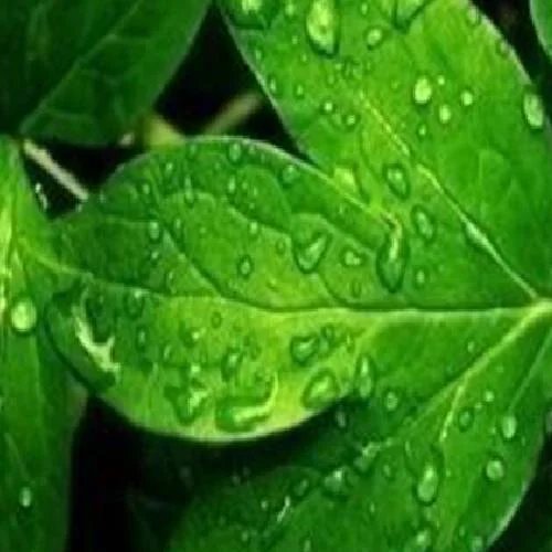 flowering stimulant